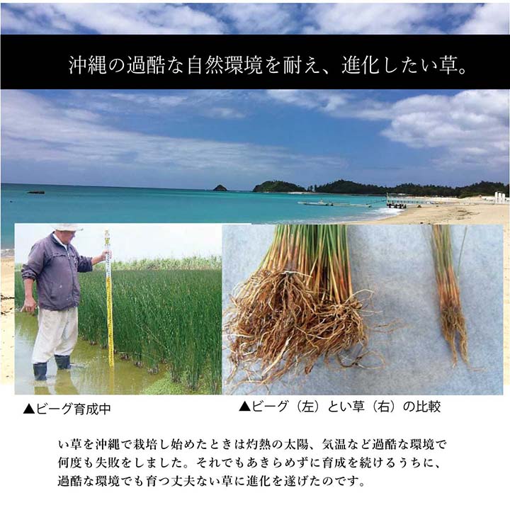 ラグ マット 長方形 い草 夏用 沖縄ビーグ 191×250cm 【メーカー直送商品】☆