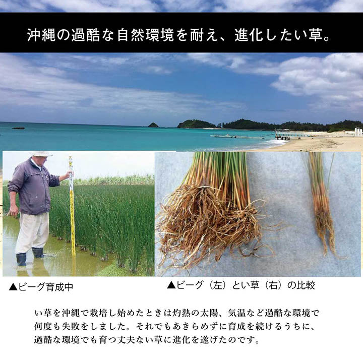 日本製 国産 純国産 沖縄ビーグ ラグ い草 約130×200cm (裏:不織布) 【メーカー直送商品】☆